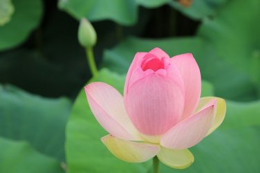 Ausbildung Familienaufstellung / Integrative Systemische Therapie in Berlin